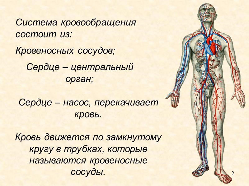 2 Система кровообращения состоит из:  Кровеносных сосудов;  Сердце – центральный орган; Сердце